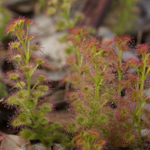 Drosera stolonifera